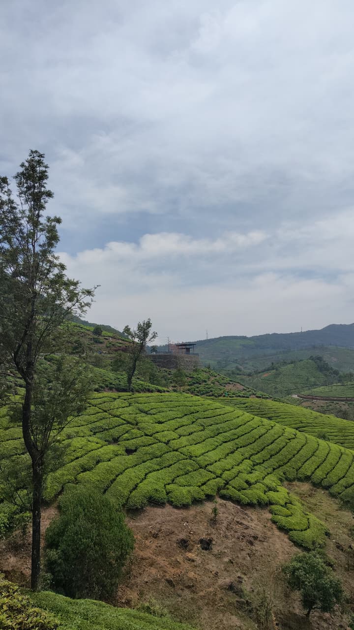 Rolling tea garden slopes under misty skies in Vagamon
